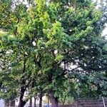 Quercus robur 整株植物