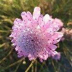 Scabiosa atropurpurea Fleur