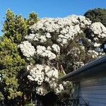 Melaleuca linariifolia ᱵᱟᱦᱟ