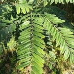 Cordyla africana Leaf