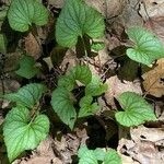 Viola pubescens Folha