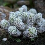 Mammillaria gracilis Leaf