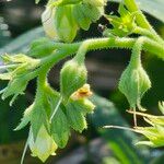 Symphytum tuberosum Flor