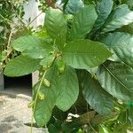 Barringtonia acutangula Fruit