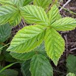 Rubus divaricatus Folla