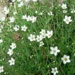 Arenaria ligericina Habit