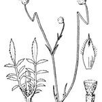 Cephalaria transsylvanica Alia