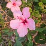 Hibiscus arnottianusLorea