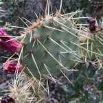 Opuntia littoralis Lapas