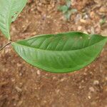 Tetraberlinia bifoliolata Blatt