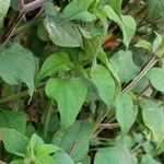 Tithonia rotundifolia 叶