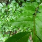 Ligustrum robustum Leaf