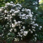 Rhododendron formosanum Habitus