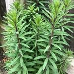 Linaria purpurea List