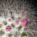 Mammillaria hahniana 花