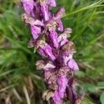 Orchis spitzelii Квітка