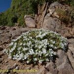 Arenaria erinacea Habit