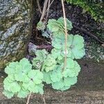 Aquilegia vulgaris Blad