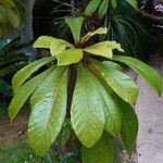 Pouteria sapota Leaf