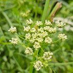 Oenanthe crocata Flors