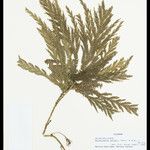 Selaginella parkeri Лист