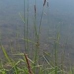 Phalaris arundinacea Habitus