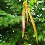 Tecoma fulva Plod