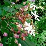 Clerodendrum trichotomum Hábito