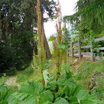 Rheum palmatum Habitat