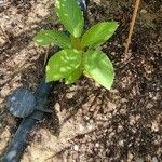 Corchorus olitorius Leaf