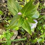 Vinca difformis Fuelha