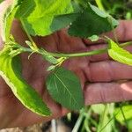 Sida spinosa Φλοιός