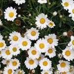 Anthemis maritima Květ