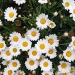 Anthemis maritima Flower