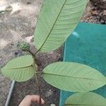 Annona neoinsignis Leaf