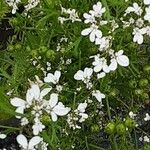 Coriandrum sativum 花