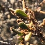 Ononis tridentata Leaf