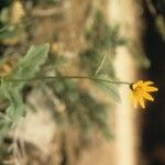 Arnica latifolia Цветок