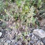 Stachys annua عادت داشتن