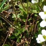 Saxifraga androsacea Celota