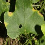 Cayaponia racemosa Feuille