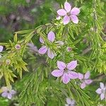 Diosma hirsuta 花