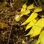 Juglans nigra Mbuma