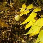 Juglans nigra Fruit