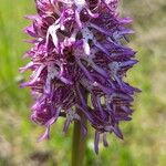Orchis × angusticruris Blodyn