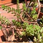 Portulaca pilosa Fuelha