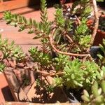 Portulaca pilosa List