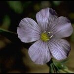 Linum lewisii Flower