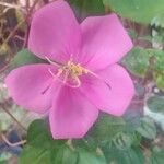 Dissotis rotundifolia Цвят