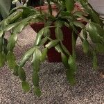 Schlumbergera bridgesii Fulla